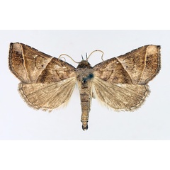 /filer/webapps/moths/media/images/P/prunescens_Radara_AM_TMSA_02.jpg