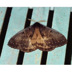 /filer/webapps/moths/media/images/T/tantalus_Tantalia_A_Roland_02.jpg