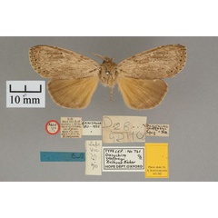 /filer/webapps/moths/media/images/G/geoffreyi_Dasychira_AT_OUMNH_01.jpg