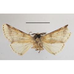 /filer/webapps/moths/media/images/D/dissodectes_Oreocerura_A_MGCLb_01.JPG