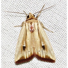 /filer/webapps/moths/media/images/A/atrinota_Leucania_A_Braun_13.jpg
