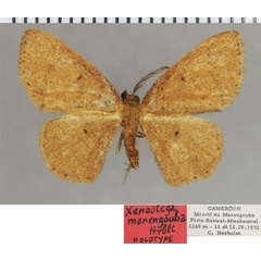 /filer/webapps/moths/media/images/M/manengouba_Xenostega_HT_ZSMa.jpg