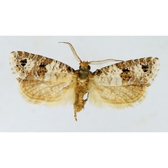 /filer/webapps/moths/media/images/L/leucosema_Pseudurgis_AM_TMSA.jpg