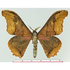 /filer/webapps/moths/media/images/F/flammostriata_Micragone_AM_Basquin.jpg