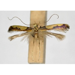 /filer/webapps/moths/media/images/X/xanthocephala_Caloptilia_AT_TMSA5606.jpg