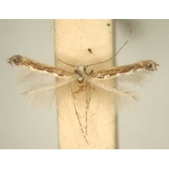 /filer/webapps/moths/media/images/C/cardamitis_Stomphastis_MT_TMSA5960.jpg