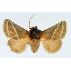 /filer/webapps/moths/media/images/A/albilineata_Unithosea_AM_TMSA_02.jpg