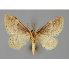 /filer/webapps/moths/media/images/C/cochlearia_Idaea_PT_ZSM_02.jpg