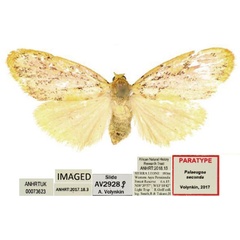 /filer/webapps/moths/media/images/S/secunda_Palaeugoa_PT_ANHRT_ylFfHzV.jpg