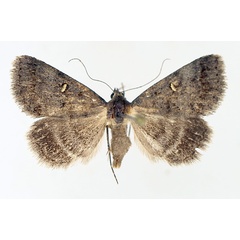 /filer/webapps/moths/media/images/N/namacensis_Acantholipes_AF_TMSA_02.jpg