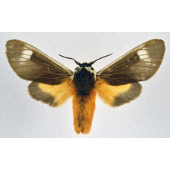 /filer/webapps/moths/media/images/I/inlenis_Casphalia_PTM_NHMO.jpg