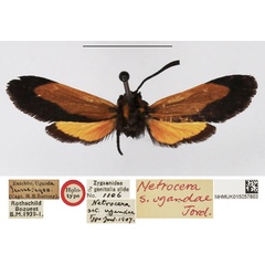 /filer/webapps/moths/media/images/U/ugandae_Netrocera_HT_NHMUK.jpg