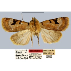 /filer/webapps/moths/media/images/D/despecta_Athetis_HT_MNHN.jpg