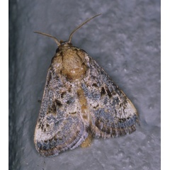/filer/webapps/moths/media/images/I/inconsequens_Scotinochroa_A_Roland_01_v02stmZ.jpg
