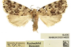 Siccia sordida