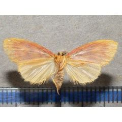 /filer/webapps/moths/media/images/I/indecisa_Afrasura_A_Goffb_01.jpg