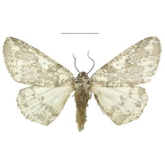 /filer/webapps/moths/media/images/P/politzari_Nothabraxas_PTF_ZSM_02.jpg