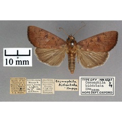 /filer/webapps/moths/media/images/B/bidentata_Cosmophila_ST_OUMNH_01.jpg