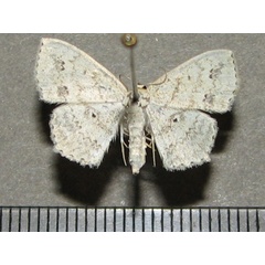 /filer/webapps/moths/media/images/N/nemorivagata_Scopula_A_Goff.jpg
