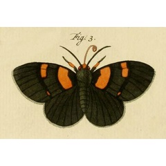 /filer/webapps/moths/media/images/V/vaillantina_Egybolis_Stoll_31_3.jpg