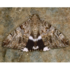 /filer/webapps/moths/media/images/C/catella_Achaea_A_Roland_01.jpg