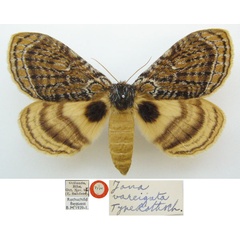 /filer/webapps/moths/media/images/V/variegata_Jana_PTF_NHMUKa.jpg