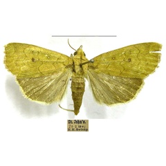 /filer/webapps/moths/media/images/L/luperca_Anomis_AF_TMSA.jpg