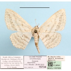 /filer/webapps/moths/media/images/D/dissonans_Scopula_A_MGCLa_01.JPG