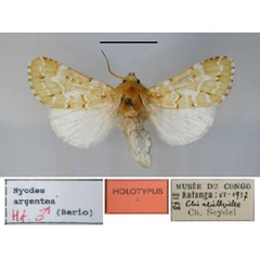 /filer/webapps/moths/media/images/A/argentea_Elaeodes_HT_RMCA.jpg