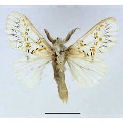 /filer/webapps/moths/media/images/D/decorata_Desmeocraera_AM_Basquin_03.jpg