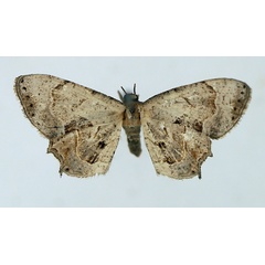 /filer/webapps/moths/media/images/A/anomala_Epiplema_AM_TMSA.jpg