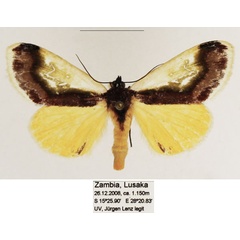 /filer/webapps/moths/media/images/R/rema_Tuertella_AM_TMSA_04.jpg
