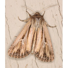 /filer/webapps/moths/media/images/A/atavistis_Aspidifrontia_A_Heyns_03.jpg