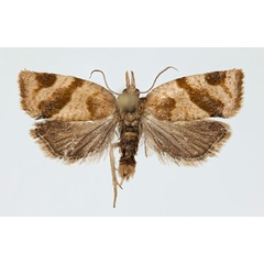 /filer/webapps/moths/media/images/E/elegans_Aphelia_AM_NHMO.jpg