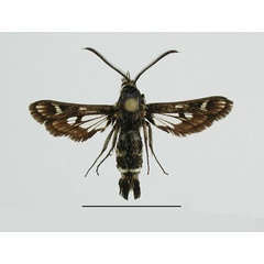 /filer/webapps/moths/media/images/C/capensis_Thyranthrene_HT_ZSM.jpg