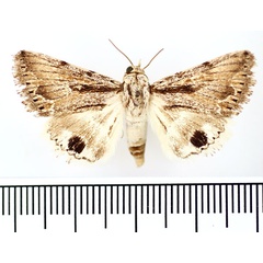 /filer/webapps/moths/media/images/A/asiatica_Anumeta_AM_BMNH_01.jpg