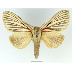 /filer/webapps/moths/media/images/N/nigrolineata_Grammodora_AF_Basquin_01.jpg