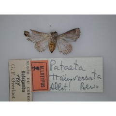 /filer/webapps/moths/media/images/T/transversata_Pataeta_AT_RMCA_02.jpg