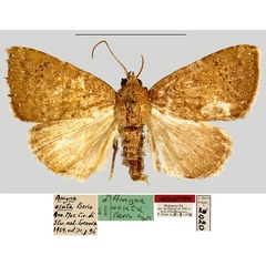 /filer/webapps/moths/media/images/A/acuta_Amyna_HT_MNHN.jpg