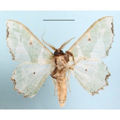 /filer/webapps/moths/media/images/F/fuscithorax_Victoria_A_MGCLb_01.jpg