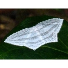 /filer/webapps/moths/media/images/C/costinigrata_Acropteris_A_Catchick.JPG