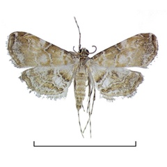 /filer/webapps/moths/media/images/A/africalis_Elophila_AM_Agassiz_01.jpg