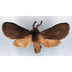 /filer/webapps/moths/media/images/O/olbrechtsi_Metarctia_HT_RMCA_03.jpg