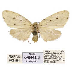 /filer/webapps/moths/media/images/K/kpelle_Siccia_PTF_ANHRT.jpg