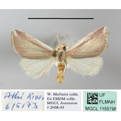 /filer/webapps/moths/media/images/R/roseocincta_Honeyiana_A_MGCLa_02.JPG