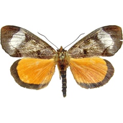 /filer/webapps/moths/media/images/T/triphaenoides_Metagarista_AM_MCJM.jpg