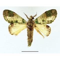 /filer/webapps/moths/media/images/V/varia_Desmeocraera_AM_Basquin_03.jpg