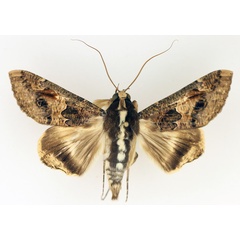 /filer/webapps/moths/media/images/C/chlorea_Sphingomorpha_AM_TMSA_02.jpg