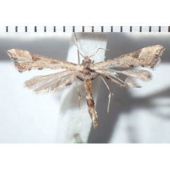 /filer/webapps/moths/media/images/T/taprobanes_Stenoptilodes_AF_Bippus_02.jpg