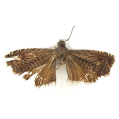 /filer/webapps/moths/media/images/A/arushae_Microsarotis_HT_Bassi.jpg